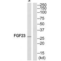 Rabbit Polyclonal Antibody to FGF23