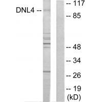 Rabbit Polyclonal Antibody to DNL4