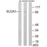 Rabbit Polyclonal Antibody to ELOA1