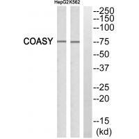 Rabbit Polyclonal Antibody to GA45G