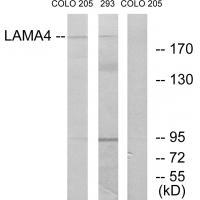 Rabbit Polyclonal Antibody to LAMA4