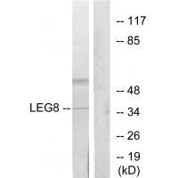 Rabbit Polyclonal Antibody to LEG8