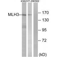Rabbit Polyclonal Antibody to MLH3