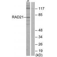 Rabbit Polyclonal Antibody to RAD21