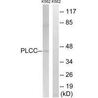 Rabbit Polyclonal Antibody to AGPAT3