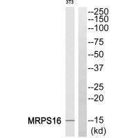 Rabbit Polyclonal Antibody to MRPS16