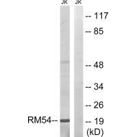 Rabbit Polyclonal Antibody to MRPL54