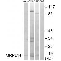 Rabbit Polyclonal Antibody to MRPL14