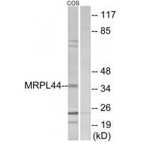 Rabbit Polyclonal Antibody to MRPL44