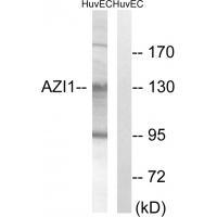 Rabbit Polyclonal Antibody to AZI1