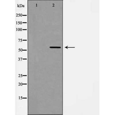 Rabbit Polyclonal Antibody to RPL3