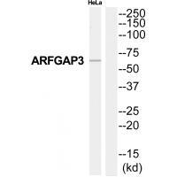 Rabbit Polyclonal Antibody to ARFGAP3