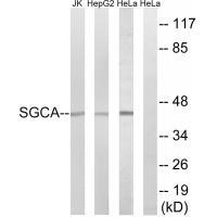 Rabbit Polyclonal Antibody to SGCA