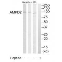 Rabbit Polyclonal Antibody to AMPD2