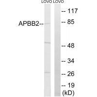 Rabbit Polyclonal Antibody to APBB2