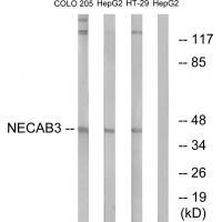 Rabbit Polyclonal Antibody to NECAB3