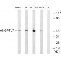 Rabbit Polyclonal Antibody to ANGPTL7
