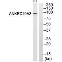 Rabbit Polyclonal Antibody to ANKRD20A3