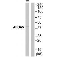 Rabbit Polyclonal Antibody to APOA5