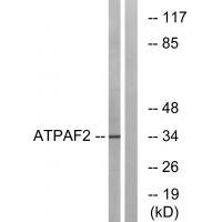 Rabbit Polyclonal Antibody to ATPAF2