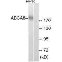 Rabbit Polyclonal Antibody to ABCA8
