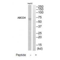 Rabbit Polyclonal Antibody to ABCD4