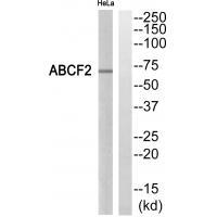 Rabbit Polyclonal Antibody to ABCF2
