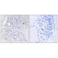Rabbit Polyclonal Antibody to C9orf89