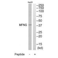 Rabbit Polyclonal Antibody to MFNG
