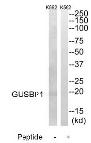 Rabbit Polyclonal Antibody to GUSBP1