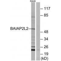 Rabbit Polyclonal Antibody to BAIAP2L2