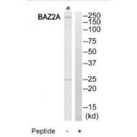 Rabbit Polyclonal Antibody to BAZ2A