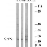 Rabbit Polyclonal Antibody to CHP2