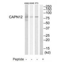 Rabbit Polyclonal Antibody to CAPN12