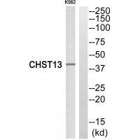Rabbit Polyclonal Antibody to CHST13