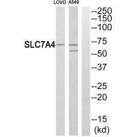Rabbit Polyclonal Antibody to SLC7A4
