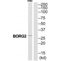 Rabbit Polyclonal Antibody to CDC42EP3