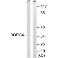 Rabbit Polyclonal Antibody to BORG4