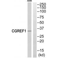 Rabbit Polyclonal Antibody to CGREF1