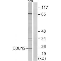 Rabbit Polyclonal Antibody to CBLN2