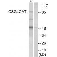 Rabbit Polyclonal Antibody to CSGLCAT
