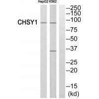 Rabbit Polyclonal Antibody to CHSY1