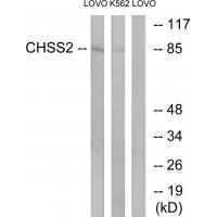 Rabbit Polyclonal Antibody to CHSS2