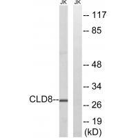 Rabbit Polyclonal Antibody to CLDN8