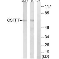 Rabbit Polyclonal Antibody to CSTF2T