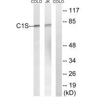 Rabbit Polyclonal Antibody to C1S