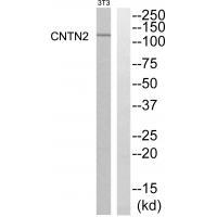 Rabbit Polyclonal Antibody to CNTN2