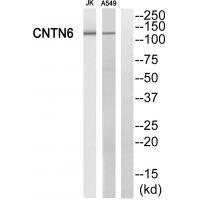 Rabbit Polyclonal Antibody to CNTN6