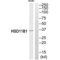Rabbit Polyclonal Antibody to HSD11B1