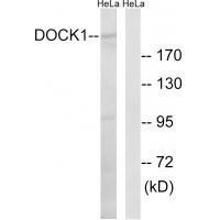 Rabbit Polyclonal Antibody to DOCK1